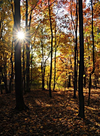 Fall in Ohio