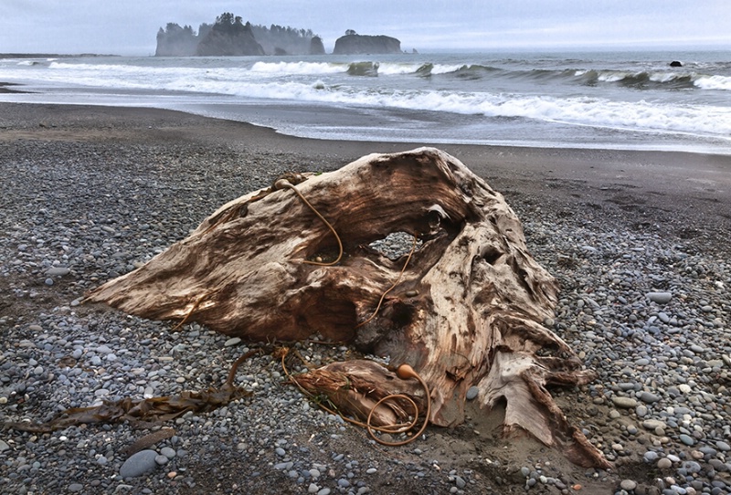 Kelp Catcher EP - ID: 13439672 © Patricia A. Casey