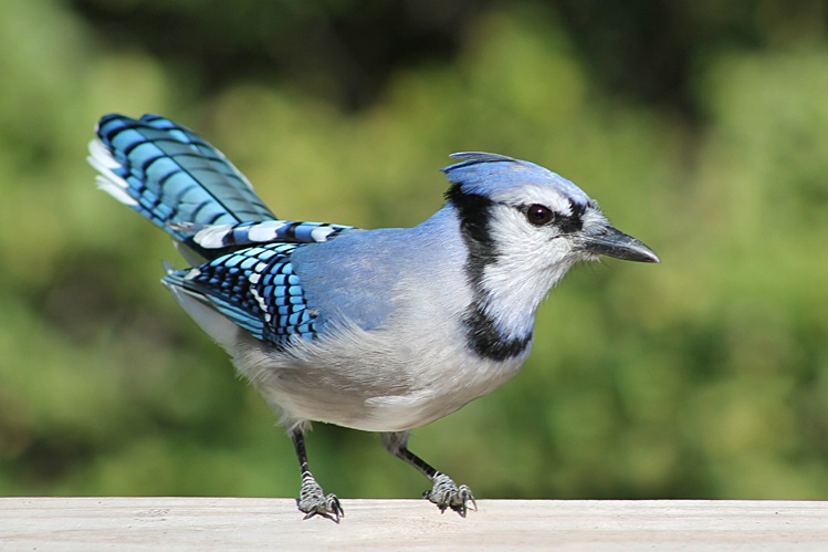 Blue Jay