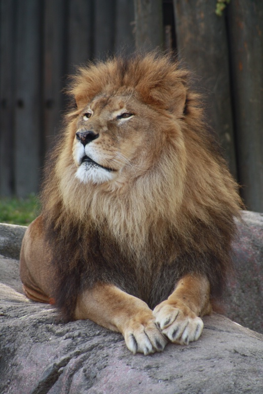 Regal Lion