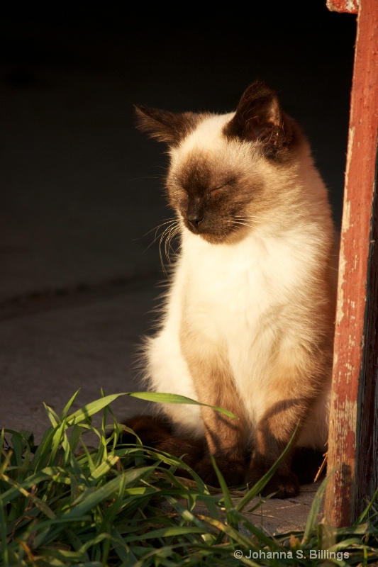 Basking Cat - ID: 13440381 © Johanna S. Billings