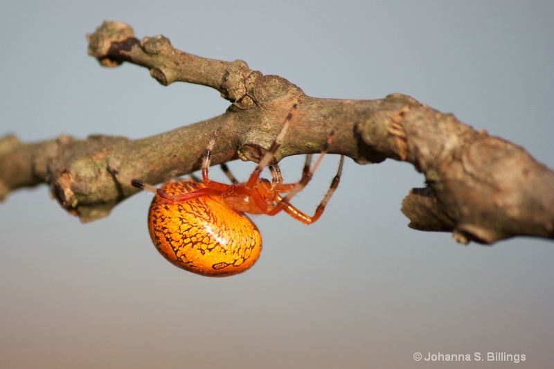 Spidey on a Stick - ID: 13440382 © Johanna S. Billings