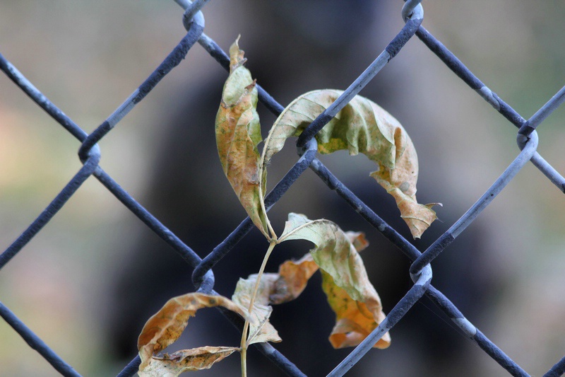 Leaves on a Fence