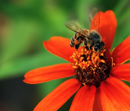 ~ Busy Bee ~