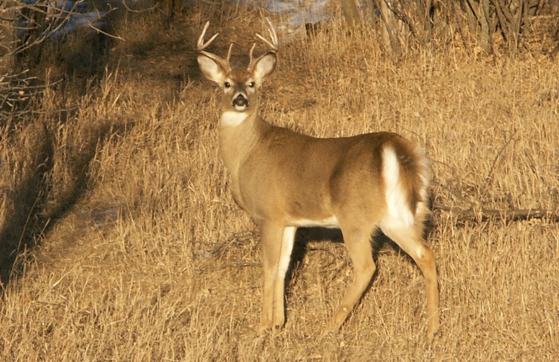 White -Tail  Buck