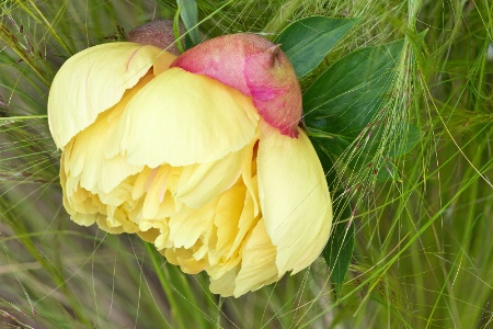 Yellow Peony