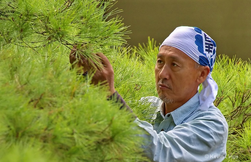 pine tree repair in japan