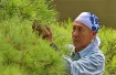 pine tree repair ...