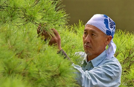 pine tree repair in japan