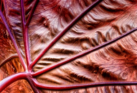 "Elephant Ears Leaf"