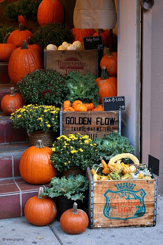 October Flower Shop