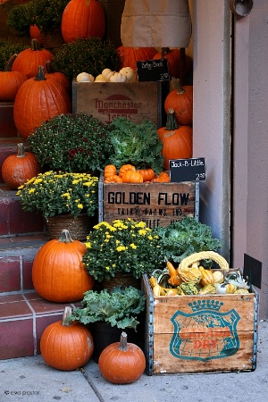 October Flower Shop