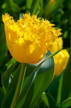 Fringed Tulip.