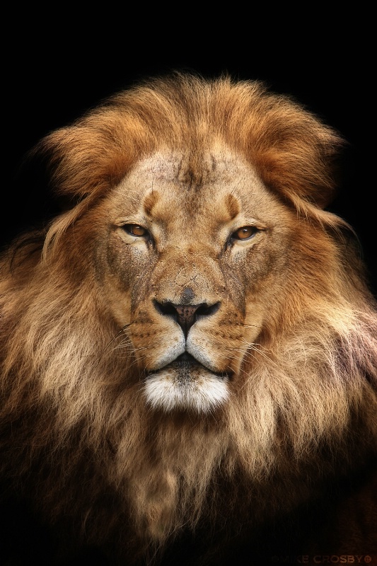 African Lion