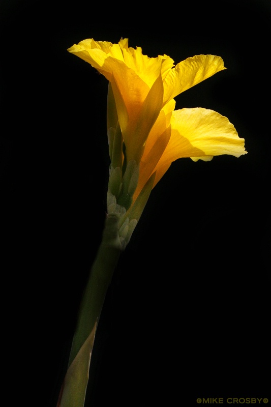 Yellow Flower in the Morning Light