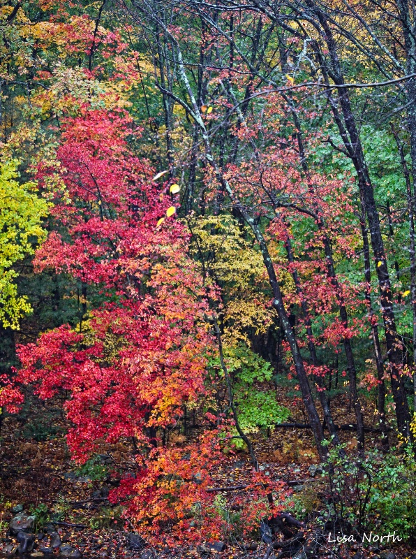 Rainy Day Fall Colors