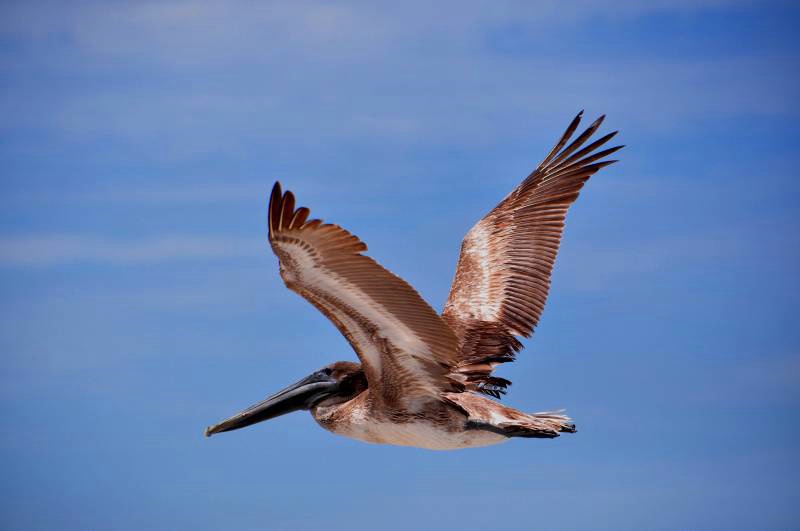 Pelican in flight