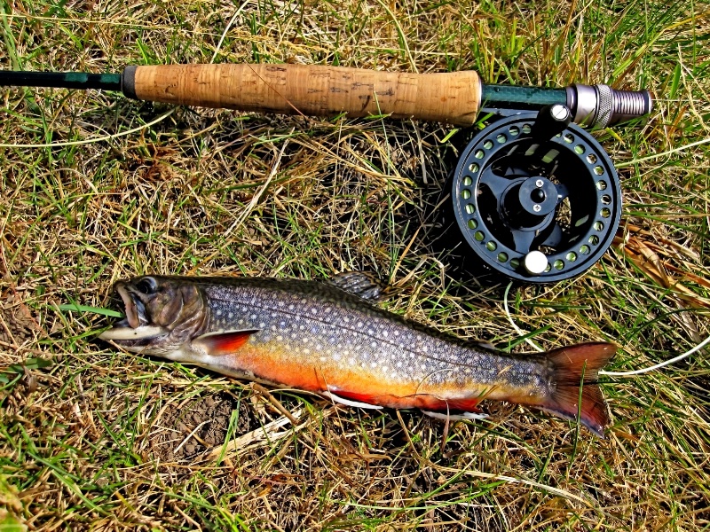 Spawning Fall Brookie