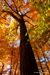 Look Up.........