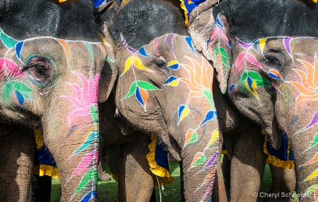 Elephant Festival 1201
