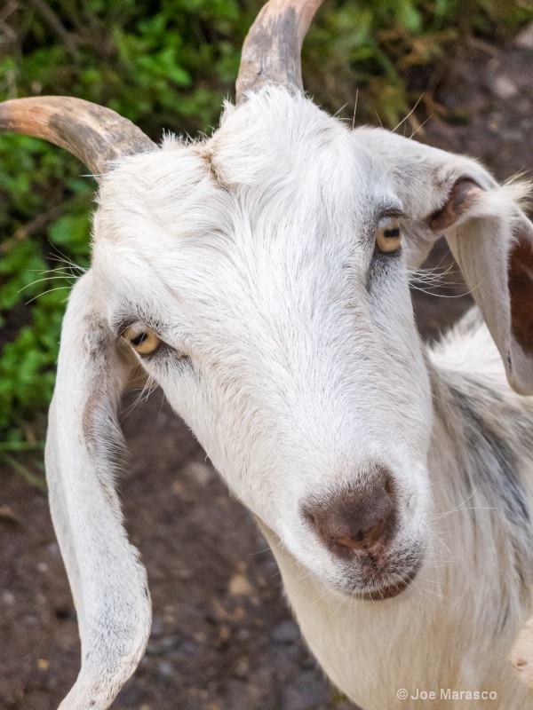 Mr. Billy Goat.   img 0065