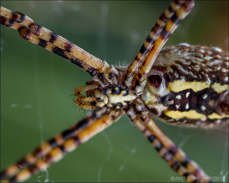 Orb Weaver