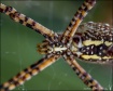 Orb Weaver