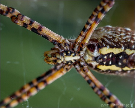 Orb Weaver