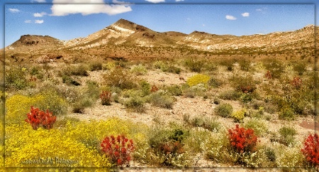 Springtime in Death Valley