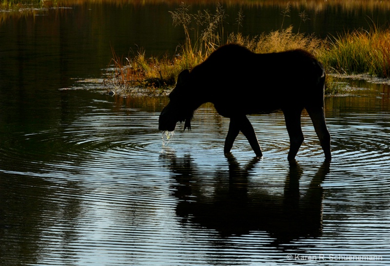 Moose in the Pond