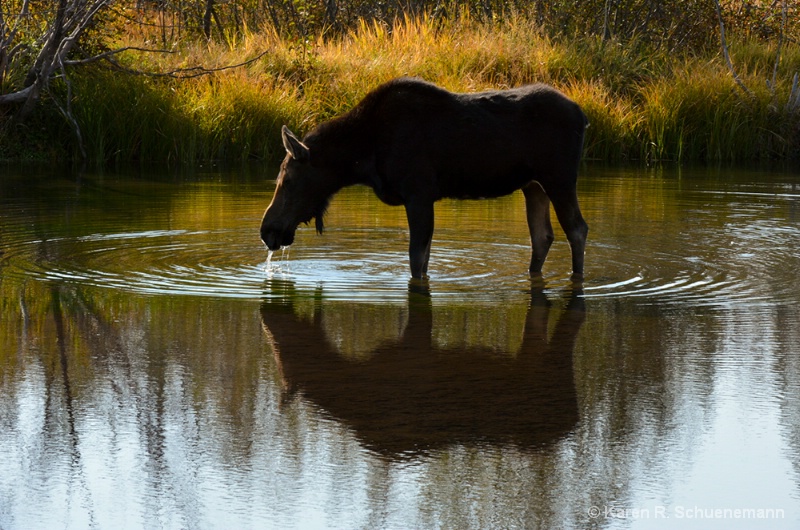 Moose