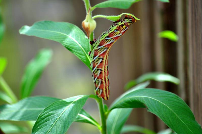 Big Caterpillar