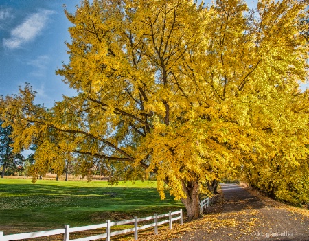 boettcher park - fall 9452 