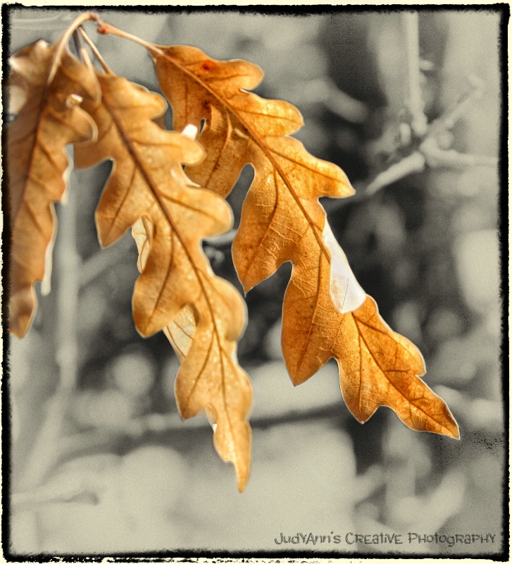 Golden Leaves of Fall