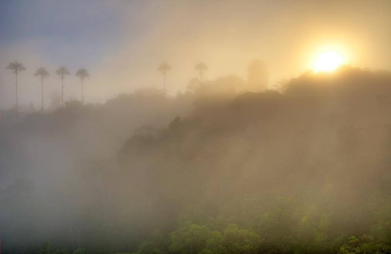 rain forest