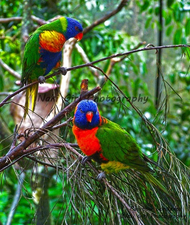 Rainbow Lorikeets