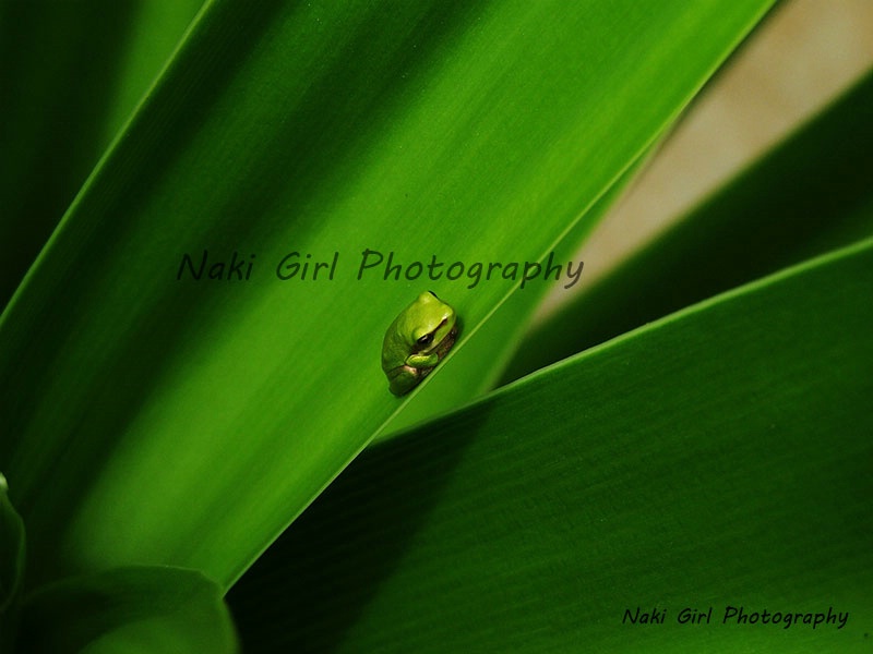 Little Green Frog