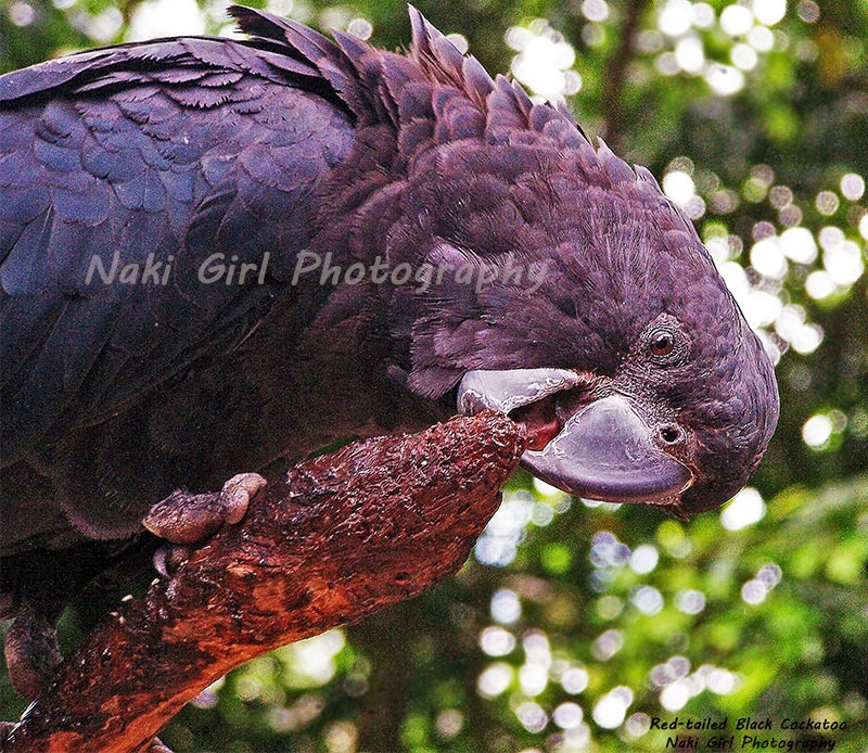 Red Tailed Black Cockatoo