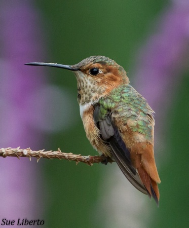 Rufous on guard