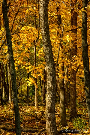 Bog in Gold