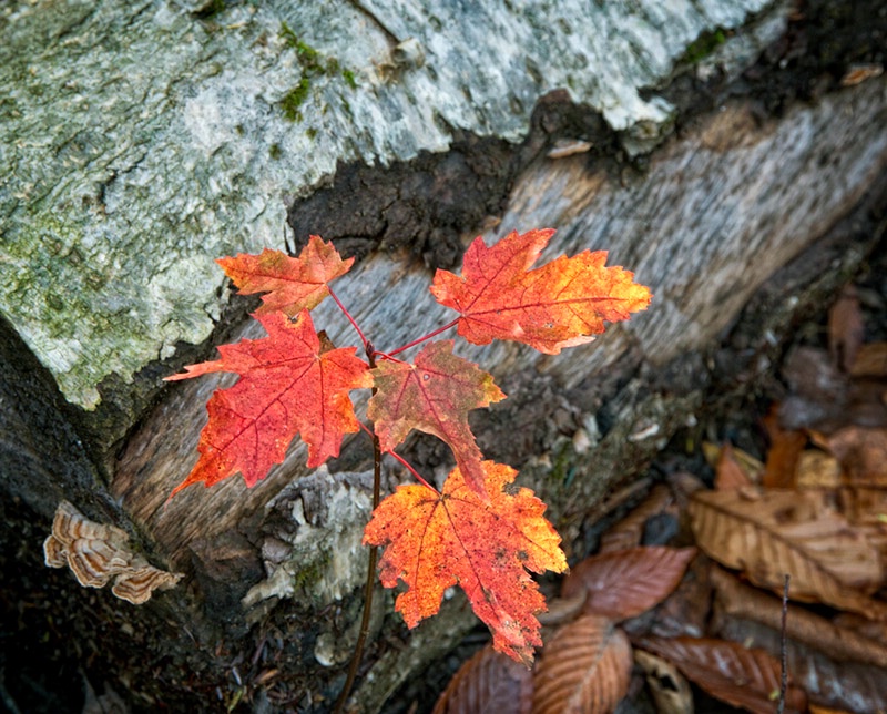 Little Red Maple