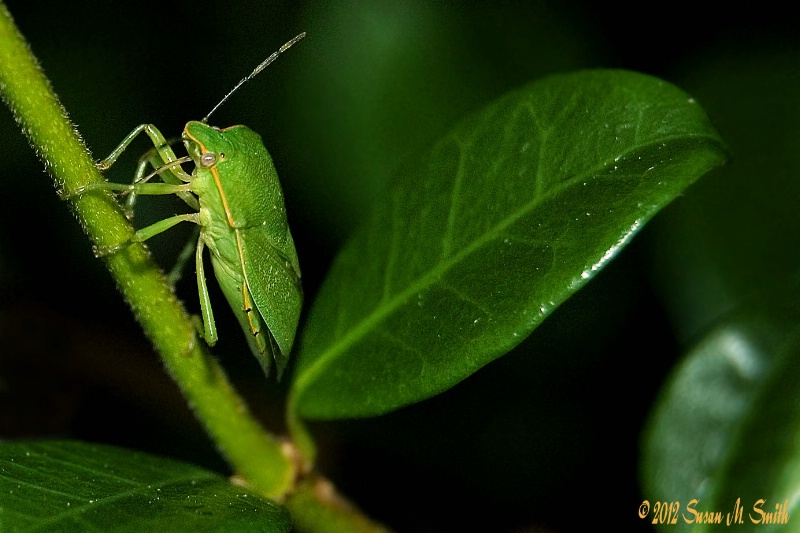 Leaf Me Alone!