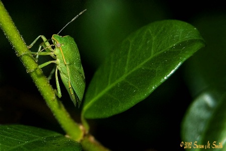 Leaf Me Alone!