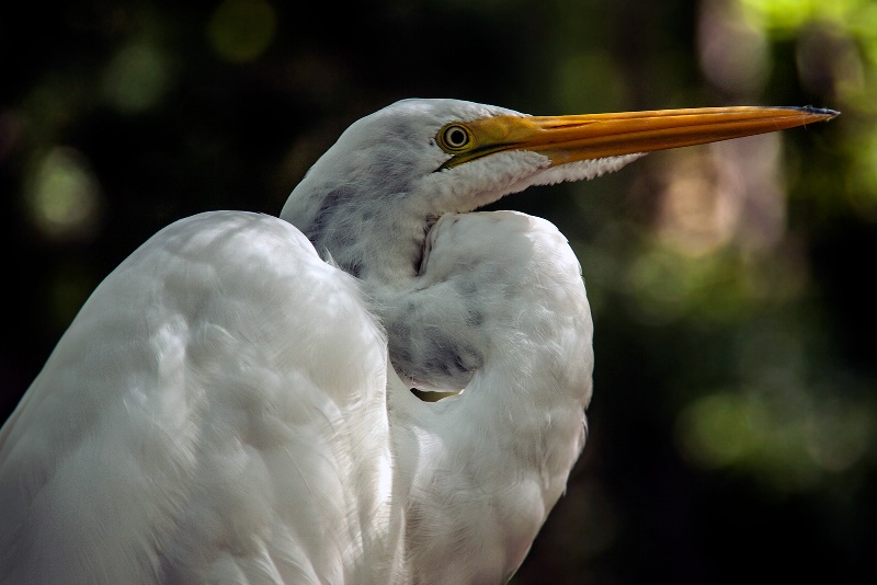 White Florida Bird