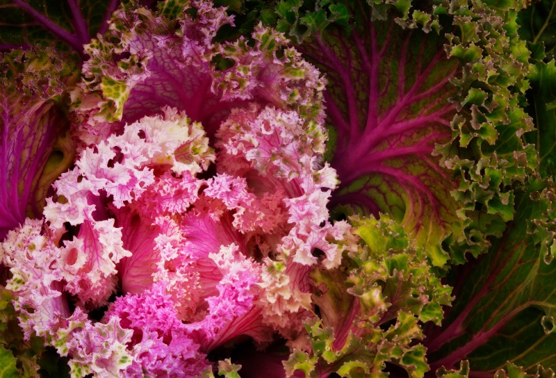 " Pink Cabbage"