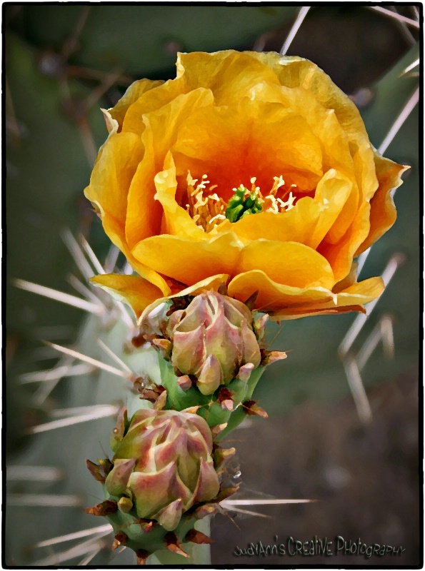 Spring in the Desert