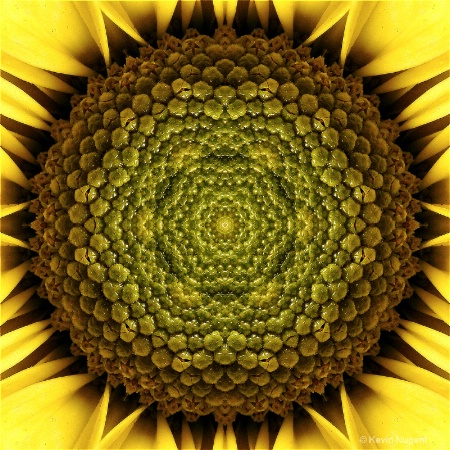 Daisy Disk