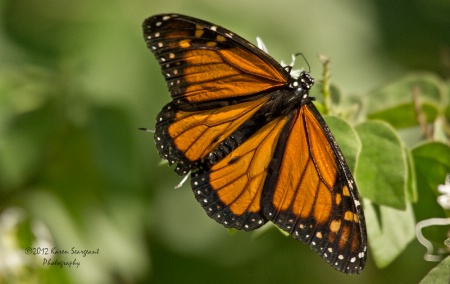 Monarch