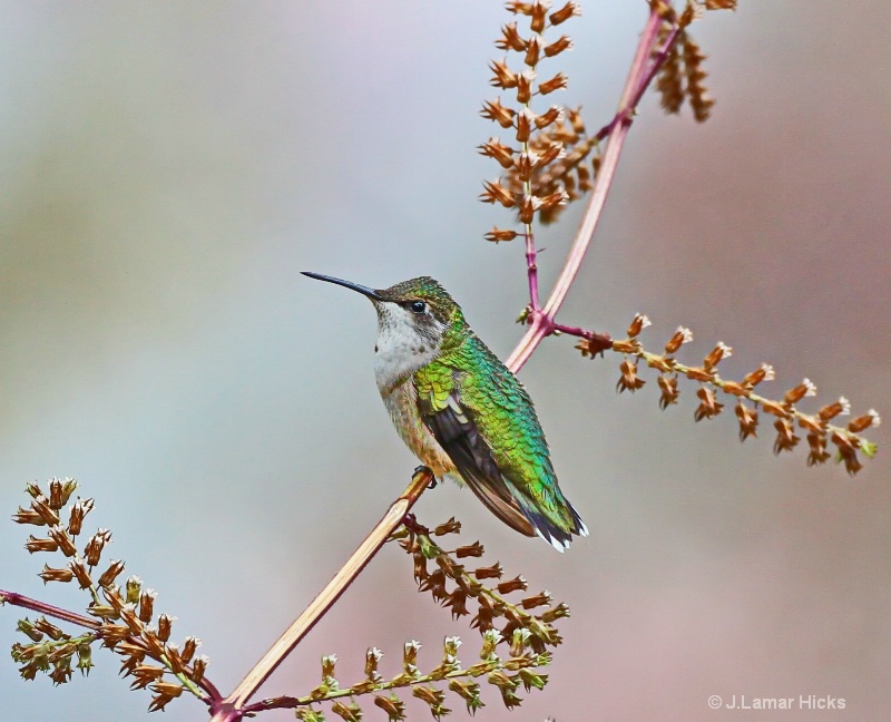 ruby throated hummingbird-perched
