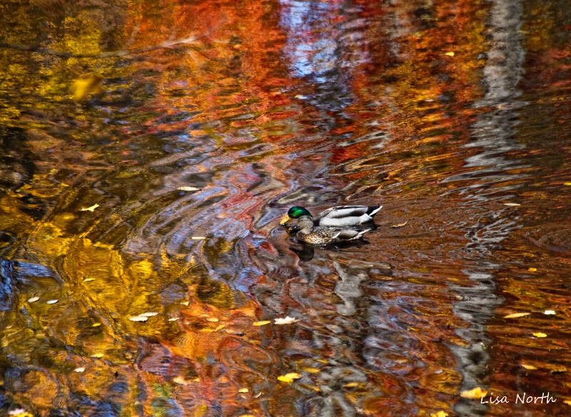 Duckers in the Pond